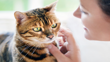 دراسة مفاجئة: القطط تصاب بالخرف تماما كالبشر