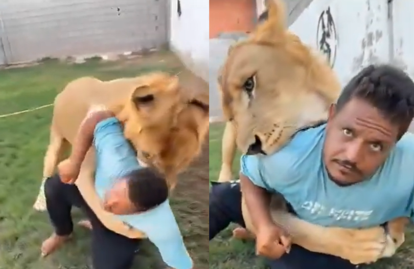 كاد أن يلتهمه.. ليبي يطلق أسده على عامل مصري في مشهد صادم (فيديو)