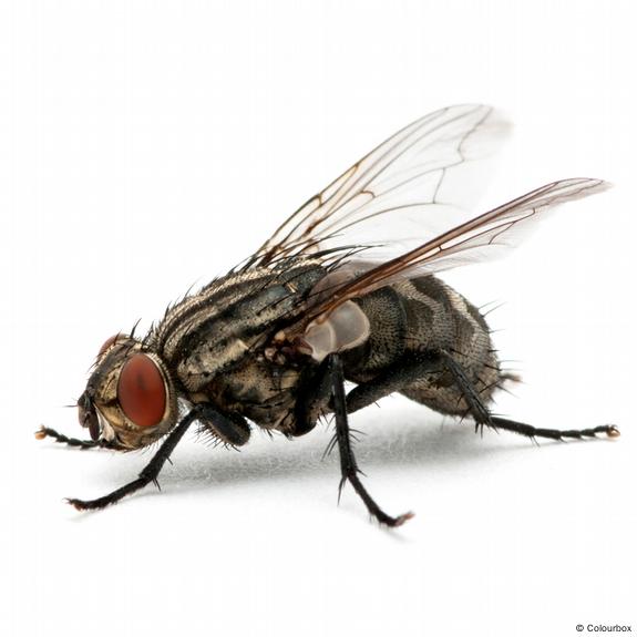 سر بقاء الذبابة.. كيف تهرب وهي نائمة؟