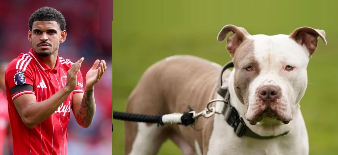 كلب محظور يورط نجم منتخب إنجلترا