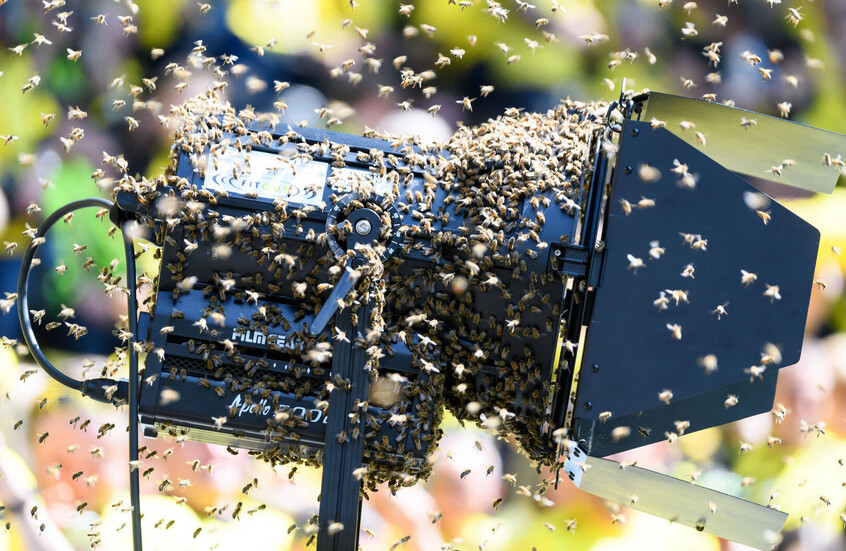 اللاعبون تظاهروا بالموت.. أسراب من النحل توقف مباراة كرة قدم (فيديو)