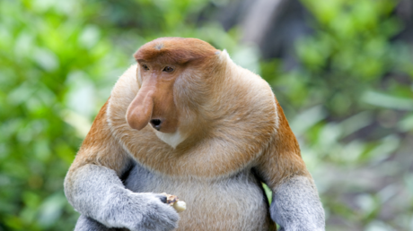 أبشع حيوان في العالم.. سر مظهره الغريب