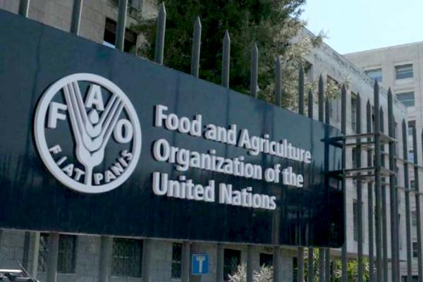 الفاو: استقرار أسعار الغذاء العالمي في آب