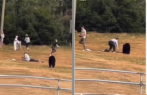 دب ضخم يقترب من زوجين وهروب في اللحظة الاخيرة  (فيديو)