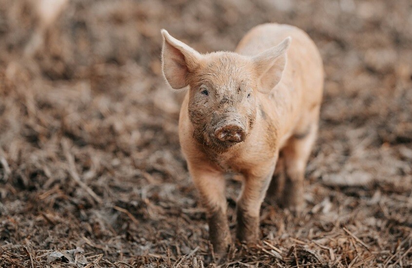 رقم قياسي عالمي.. مريض أمريكي يعيش 6 أشهر بكلية مزروعة من خنزير معدل وراثيا