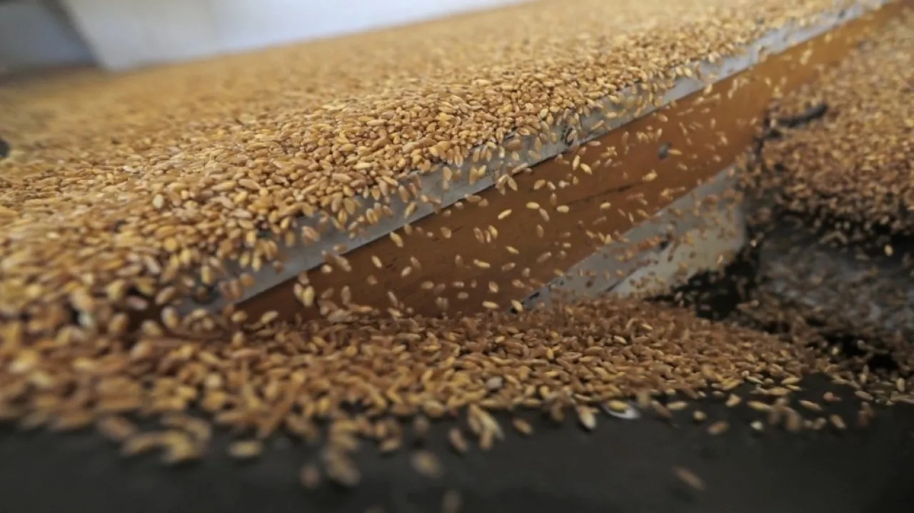 الصناعة: مخزون القمح والشعير في الاردن ضمن الحدود الآمنة