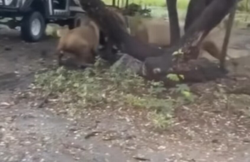 فيديو مفزع... أسود تهاجم حارس حديقة حيوانات وتنهي حياته أمام أعين السياح!