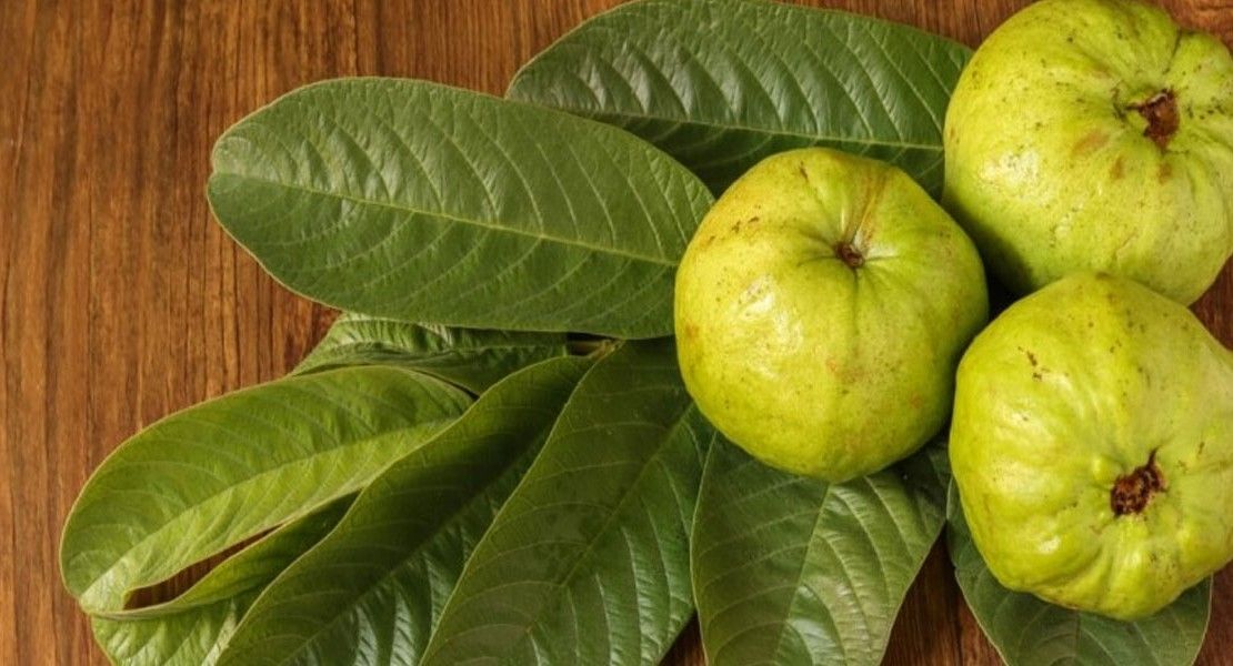 عشر فوائد مذهلة لمضغ أوراق الجوافة كل صباح على معدة فارغة