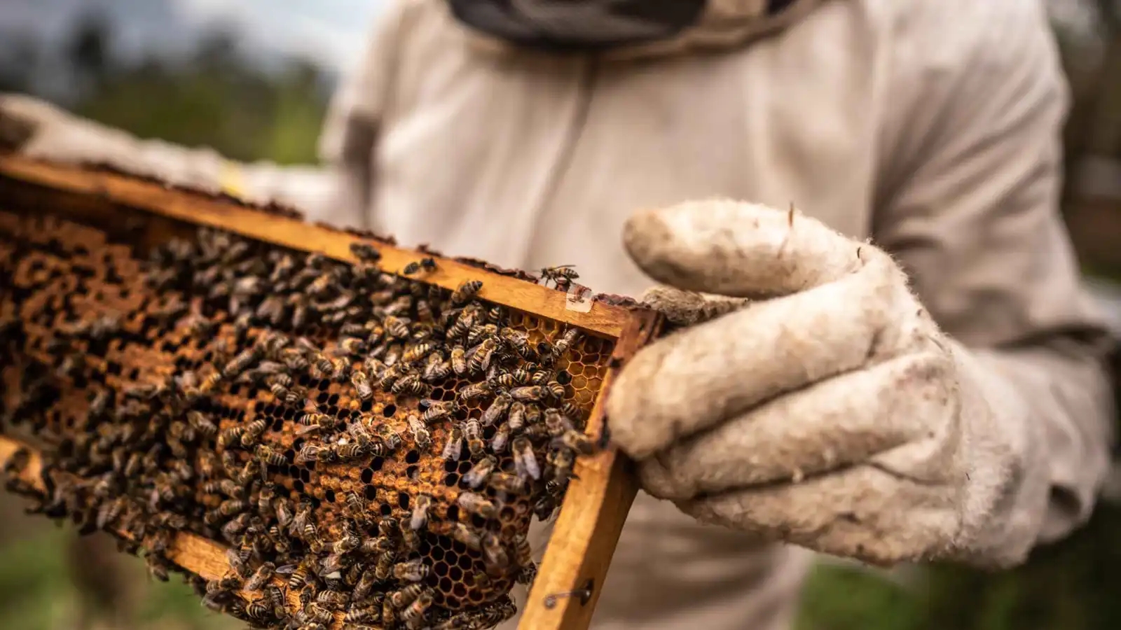 حادثة غريبة.. مربي نحل يطلق النار على إمام مسجد معتقداً أنه دب
