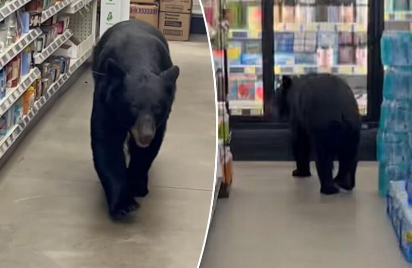 دب يهاجم تسعينية ويثير الرعب داخل متجر أمريكي! (فيديو)