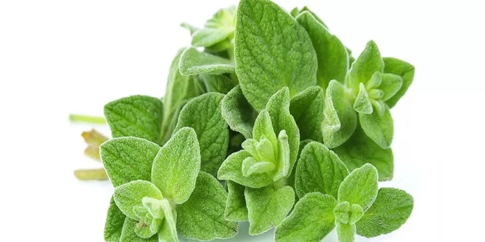 الزعتر.. سر طبيعي لمناعة قوية وحماية من الالتهابات