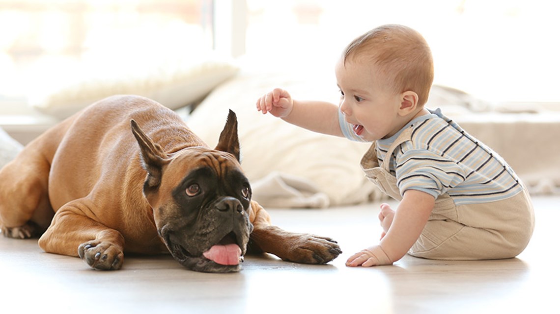 سر غامض يحمله الكلب للأطفال.. حماية غير متوقعة من مرض خطير