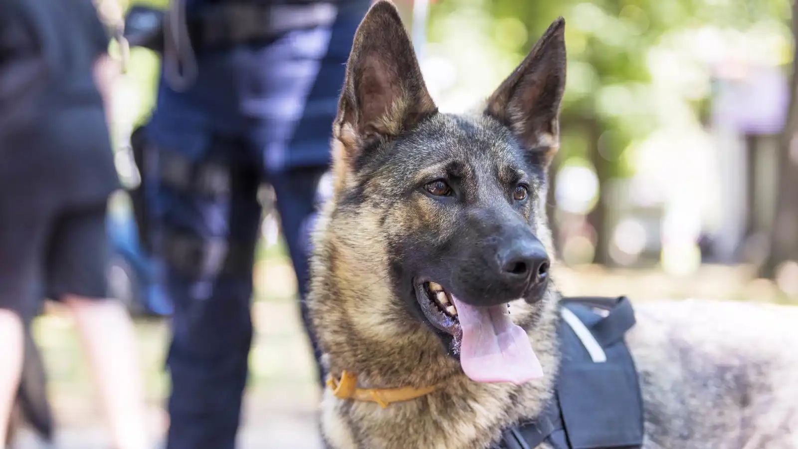 كلبة تنقذ حياة مدربها وتحصل على جائزة الشجاعة (صور)