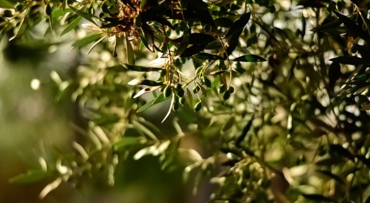 نقابة أصحاب المعاصر تثبت أجور العصر وتحدد أسعار زيت الزيتون