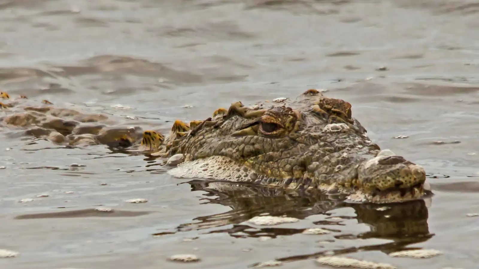 تمساح يختطف امرأة أثناء غسل الملابس على ضفة النهر (فيديو)