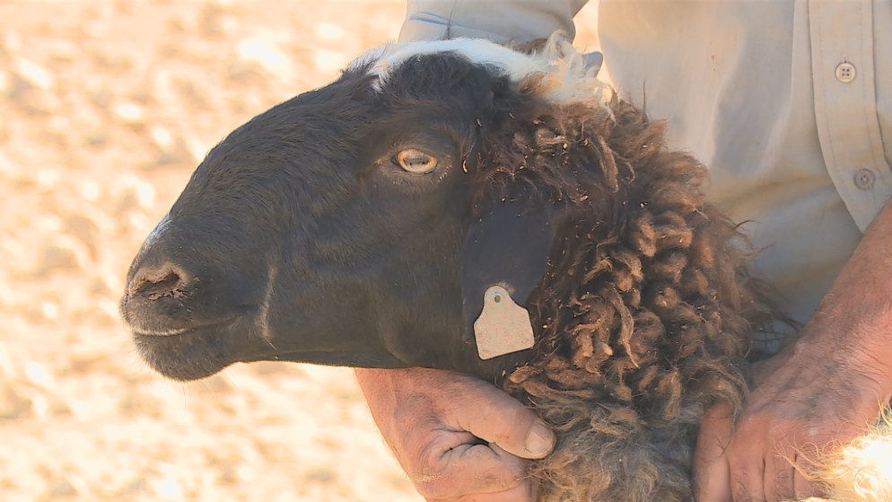 900 ألف رأس من الأغنام تم تصديرها إلى السعودية