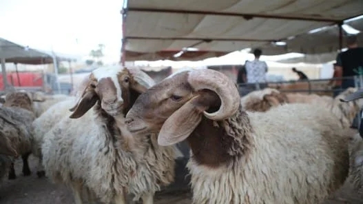 التصدير يعود للسعودية.. وزارة الزراعة تعيد فتح منشآت تصدير الأغنام