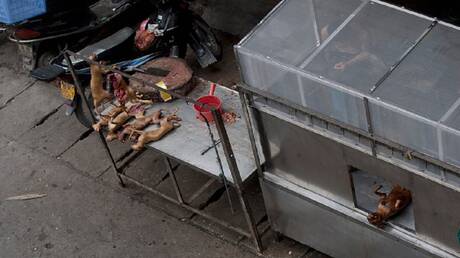 جاكرتا تتجه لحظر بيع لحم الكلاب والقطط لمكافحة داء الكلب