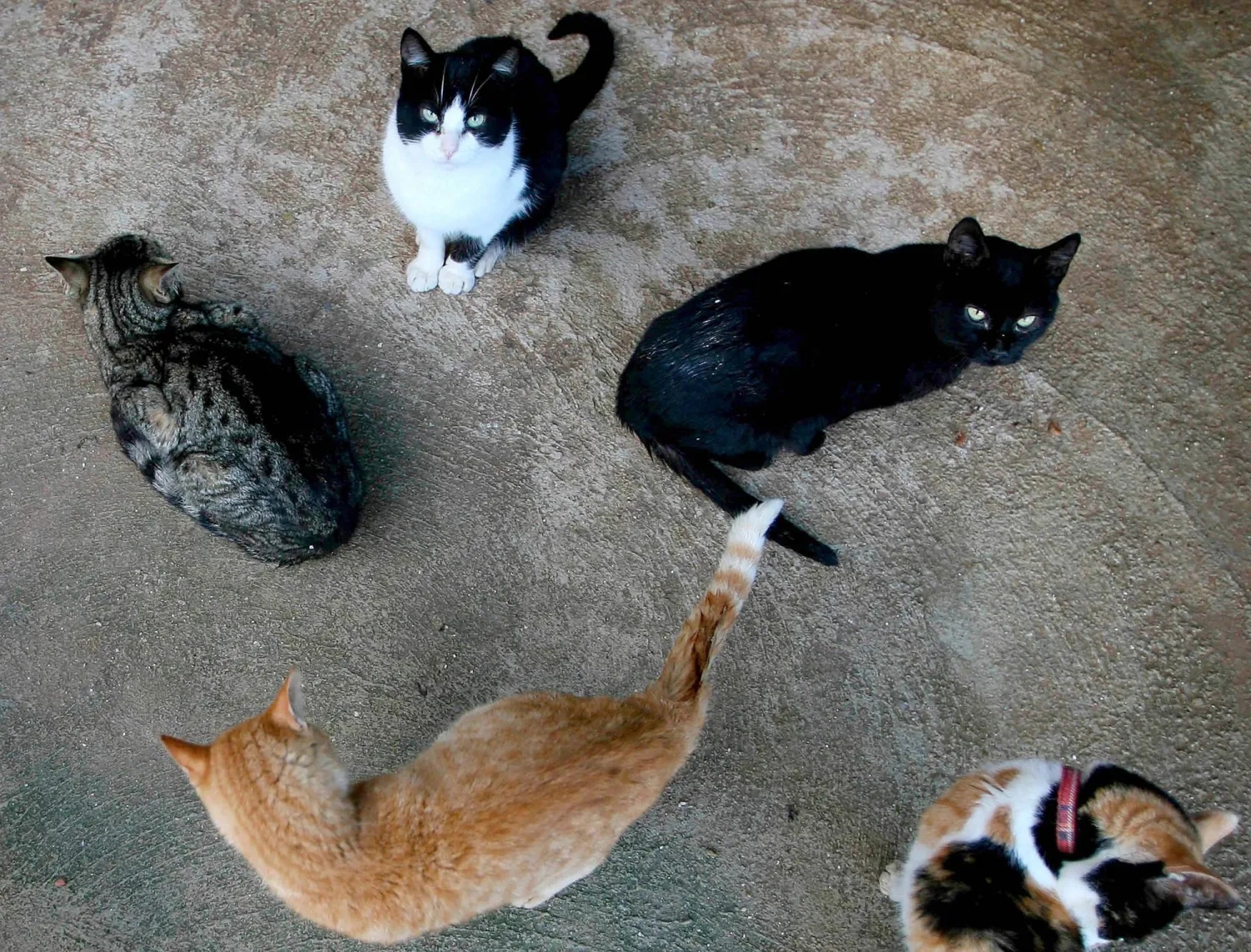 بسبب «الهالوين»... مدينة إسبانية تحظر تبنّي القطط السوداء