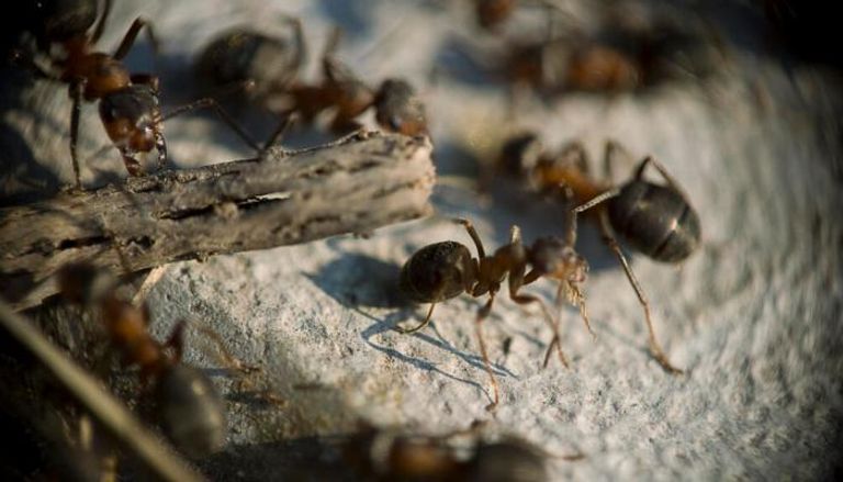 التناسل الغريب.. ملكات نمل تستنسخ ذكورًا من نوع مختلف