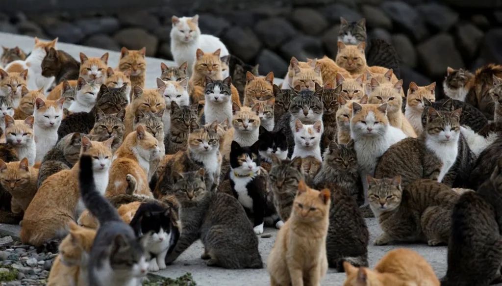 في قبرص... جزيرة القطط تواجه أزمة! مشكلة غير متوقعة تواجهها قبرص
