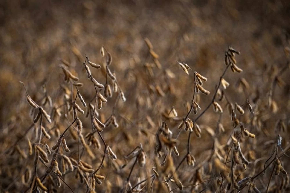 الصين تتوقف عن استيراد فول الصويا الأميركي في سبتمبر للمرة الأولى منذ 7 سنوات