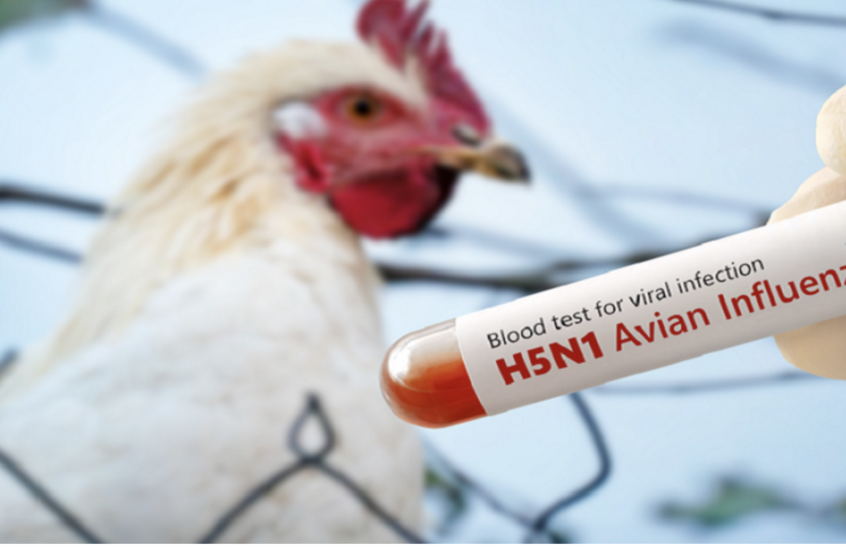 ألمانيا تعدم 400 ألف طائر بسبب تفشي إنفلونزا الطيور