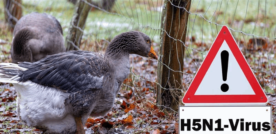 إعدام 400 ألف طائر لكبح إنفلونزا الطيور