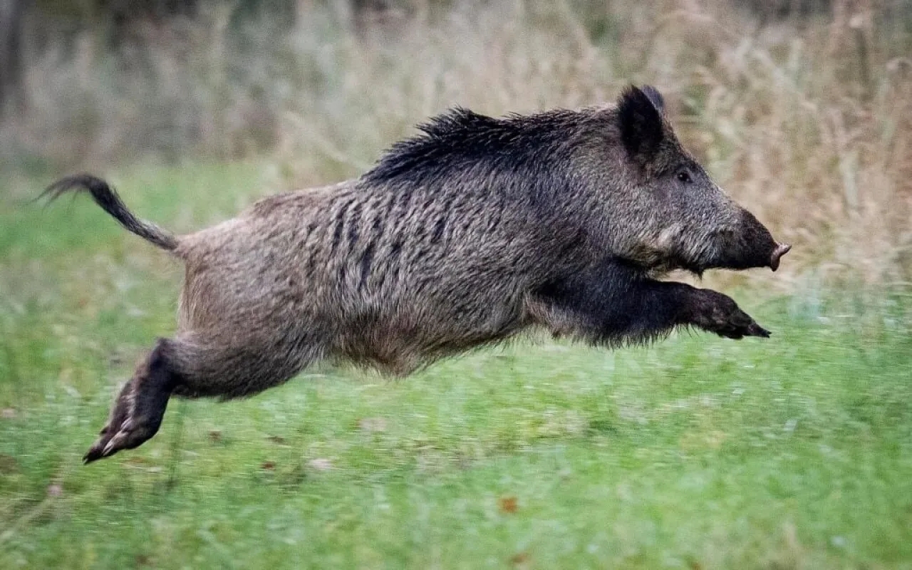 خنزير بري يهاجم جنديا إسرائيليا ويصيبه بجروح