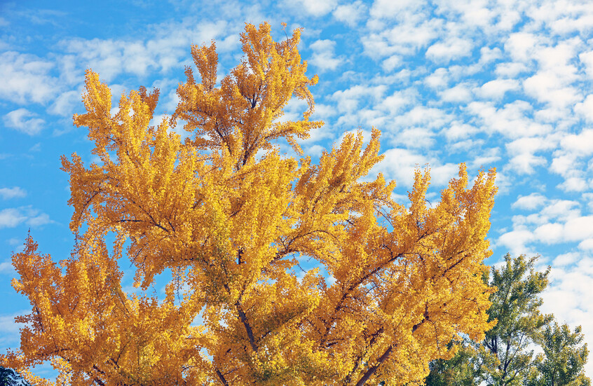 أشجار من عصر الديناصورات تخنق كاليفورنيا برائحة كريهة!