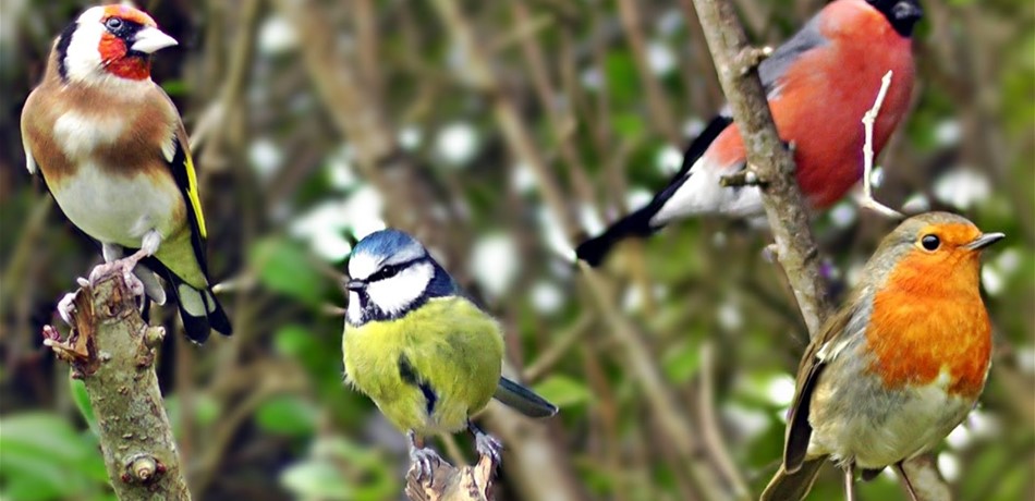 علماء يكتشفون سر غناء الطيور في الصباح