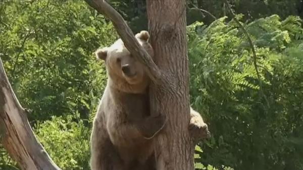 اليابان تسمح للشرطة باستخدام الأسلحة النارية لمواجهة انتشار الدببة