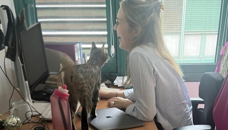 قطة شارع تقتحم السفارة الألمانية في القاهرة.. ماذا فعل الموظفون؟