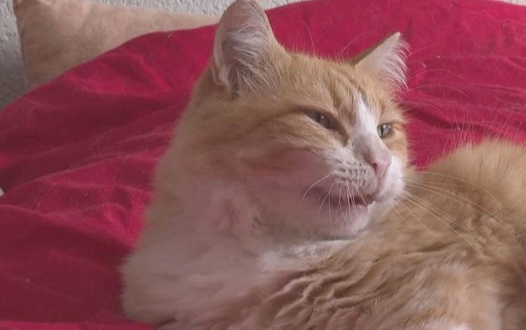 عائلة فرنسية تقدم شكوى ضد قط والمحكمة تتخذ قراراً بحقه