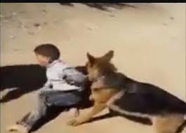 طفل بعمر 3 سنوات يتعرض للنهش من قبل كلب ضال