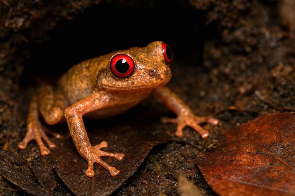 بعيون حمراء وأصابع طويلة.. العثور على أغرب مخلوق في غابة الجان