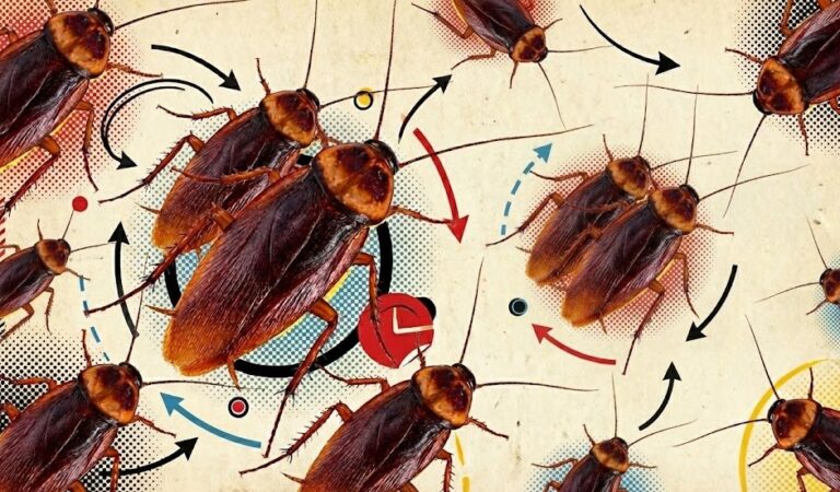 دراسة صادمة.. ماذا يعني وجود صراصير في منزلك؟