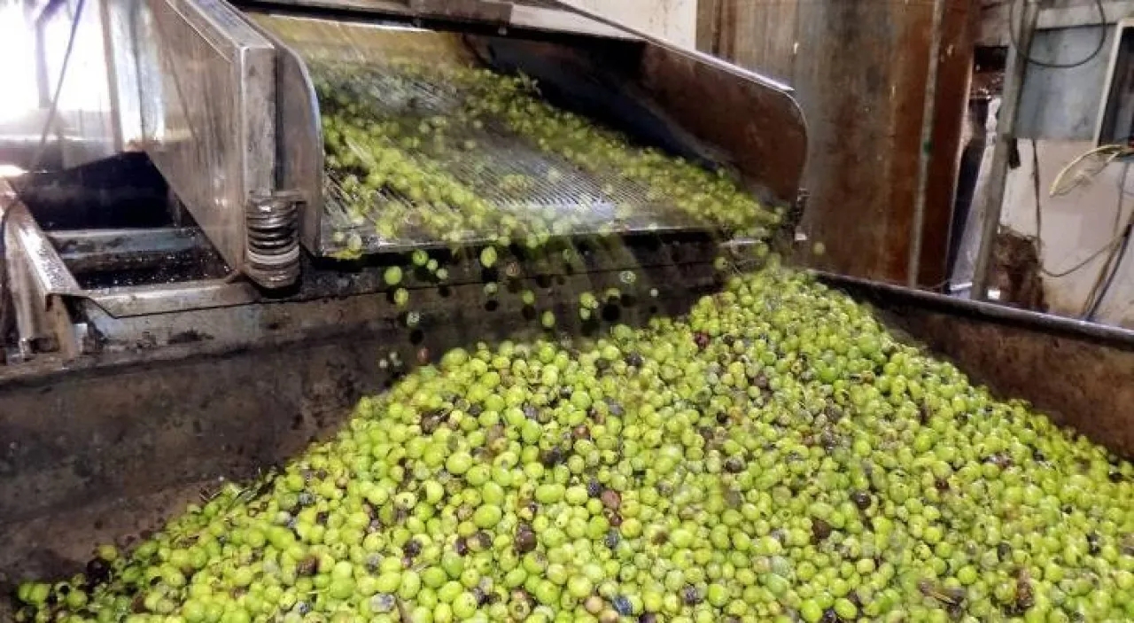 رسميا الأردن يشهد انخفاض في محصول الزيتون بنسبة 24