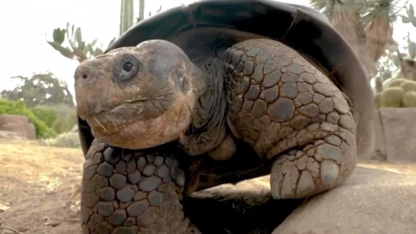 وفاة السلحفاة غراما غالاباغوس عن 141 عاماً