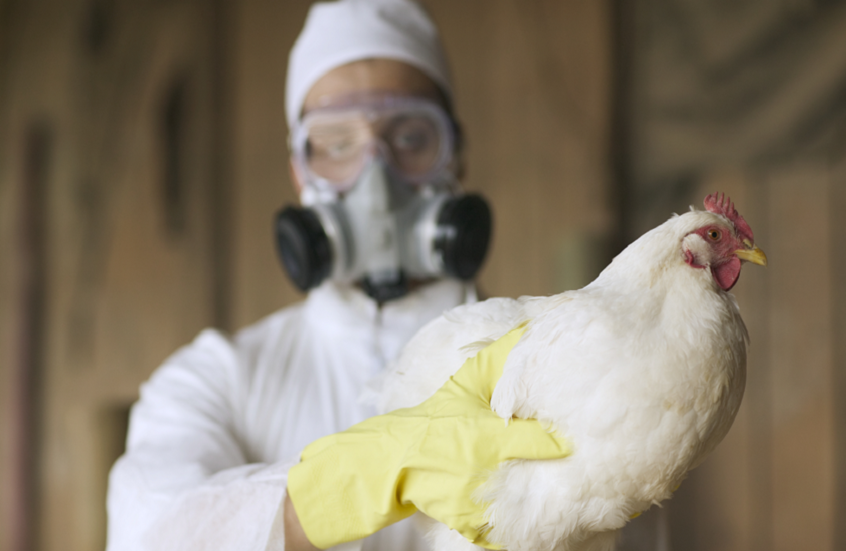 فيروسات إنفلونزا الطيور تتحدى الحمى البشرية وتثير المخاوف الصحية