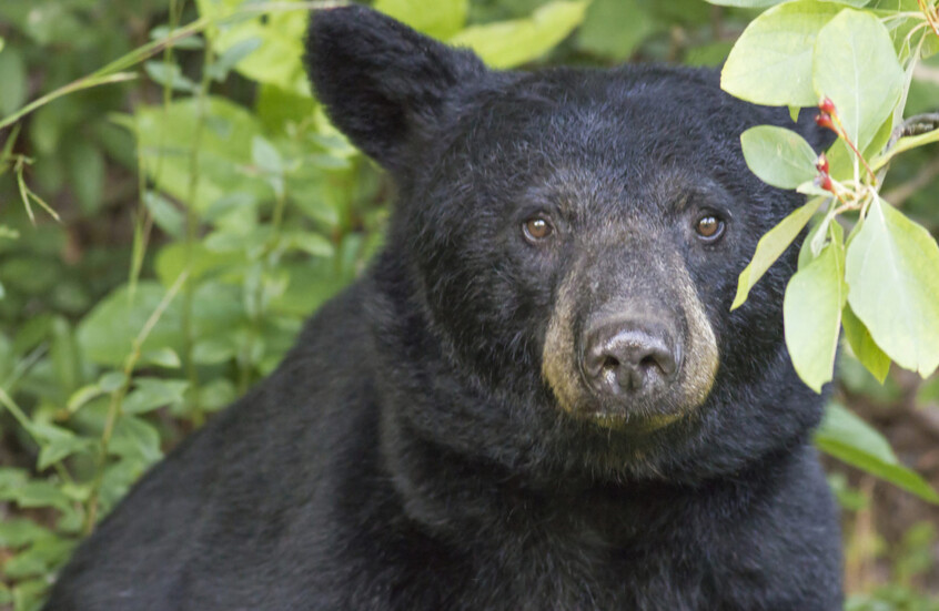 دب أسود يتجول في سوق عيد الميلاد في ولاية تينيسي الأمريكية!
