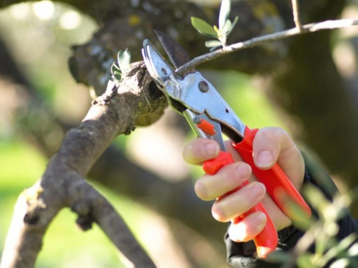 عبيدات: تقليم أشجار الزيتون يلعب دورا كبيرا في تحسين الإنتاج