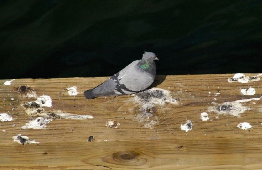 العلماء يحذرون من خمائر خطيرة في فضلات الحمام قد تنتقل إلى البشر