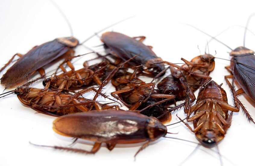 الصراصير تتفوق على الإنسان في هذا الأمر