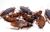 الصراصير تتفوق على الإنسان في هذا الأمر