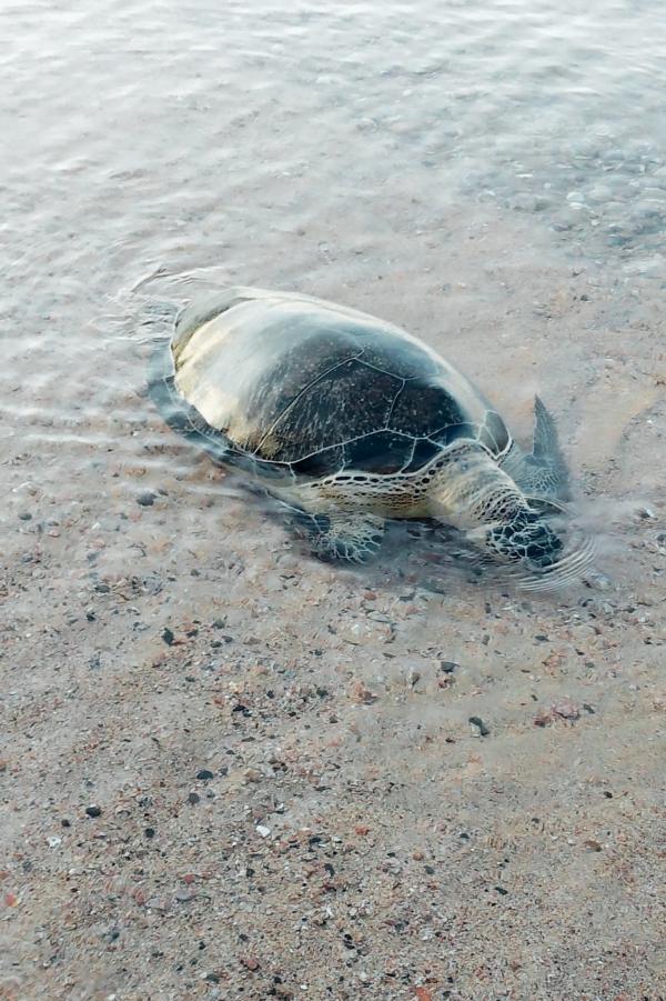 نفوق سلحفاة كبيرة على شاطئ الغندور في  العقبة صور
