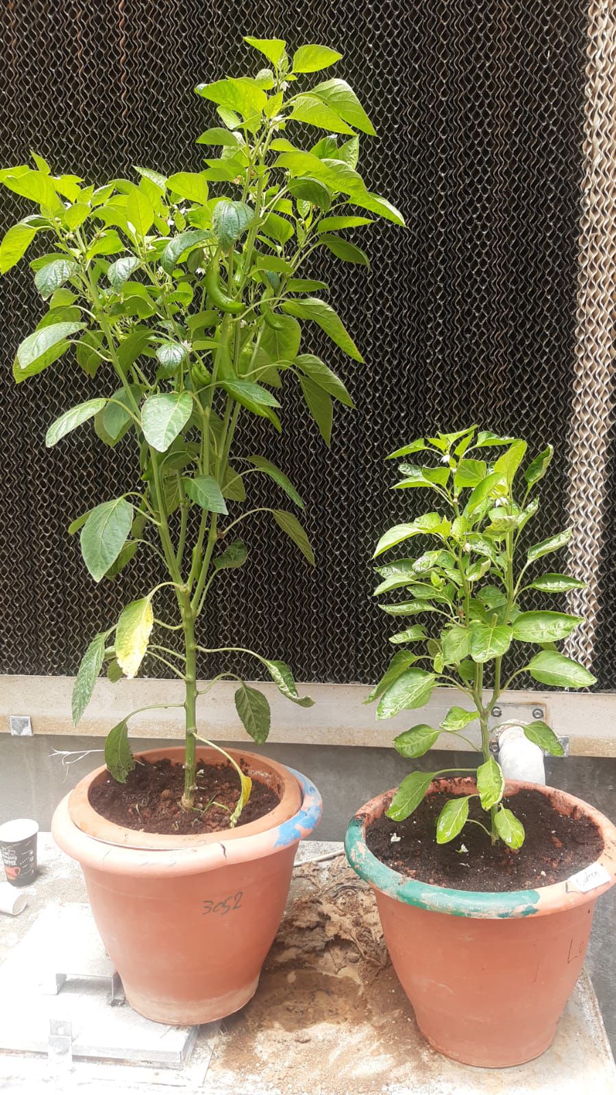 شومان تدعم مشروعا ابتكاريا للمركز الوطني للبحوث الزراعية