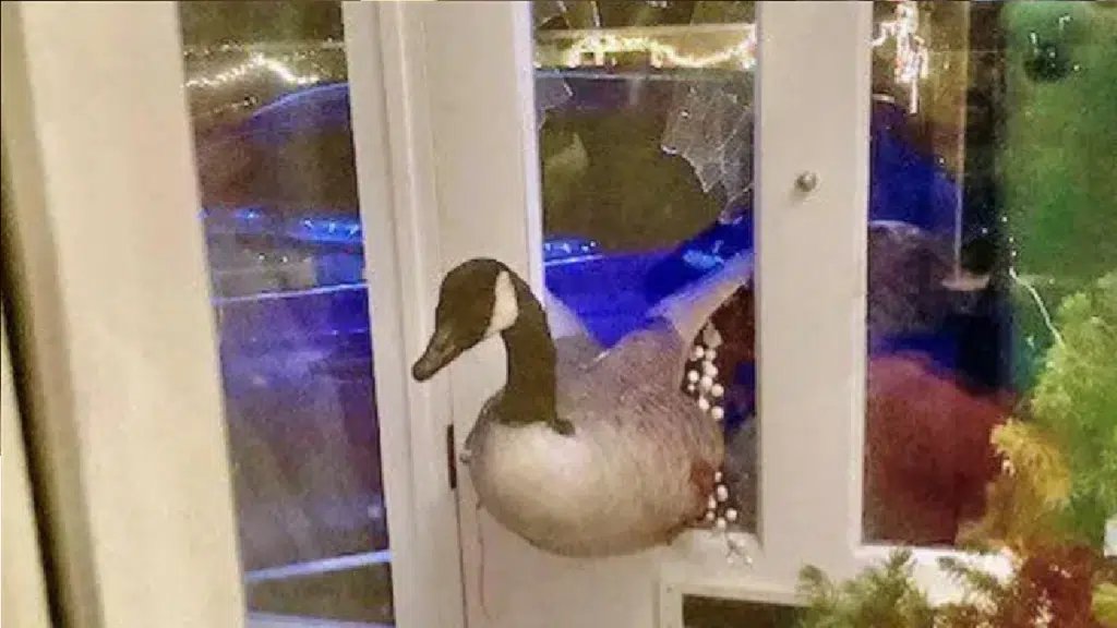 «ظنوا أنه لص».. أوزة ضخمة تقتحم منزلاً في بريطانيا وتثير ذعر السكان!