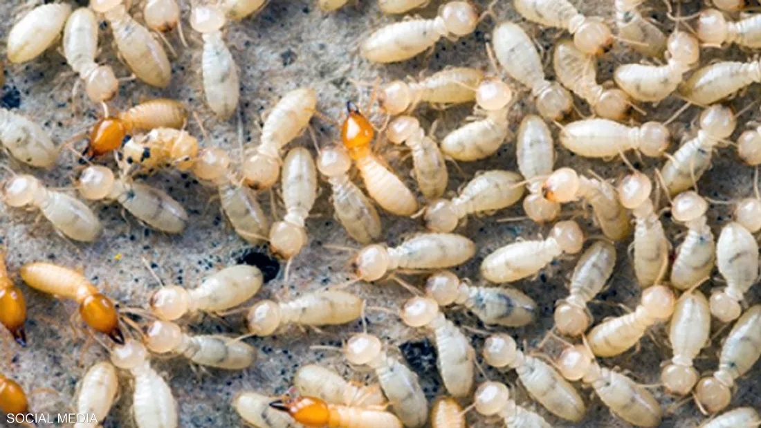 النمل الأبيض يثير الذعر في قرية مصرية بعد انهيار ثلاث منازل