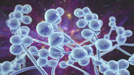 تحذير عاجل: فطر قاتل مقاوم للأدوية ينتشر في 61 دولة